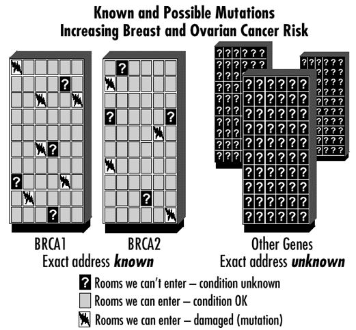 BRCA1 and BRCA2 Posible Mutations to increase Breast and Ovarian Risk