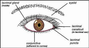 graphic of the eye showing the lacrimal gland, lacrimal canaliculi, lacrimal puncta, conjunctiva and eyelid 