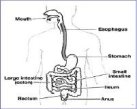 GastroIntstinal Tract graphic