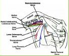 Post Breast Therapy Pain Syndrome chest graphic